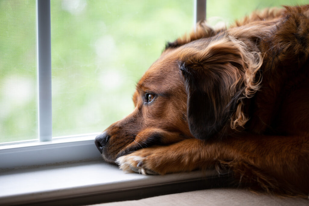 separation anxiety in dogs can come out around the second fear phase