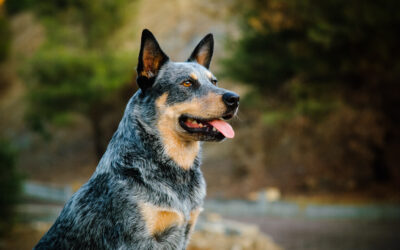 When Is The Best Time To Spay Or Neuter My Australian Cattle Dog?
