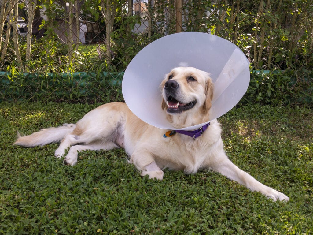 The cone of shame on a labrador. This is one of options to protect your dog from licking their incision site and allowing it to heal nicely.