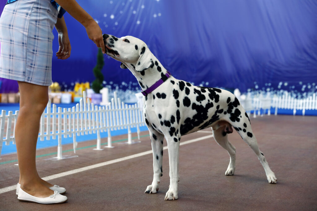 male dalmatian at show, neutered dogs cannot be shown neuter