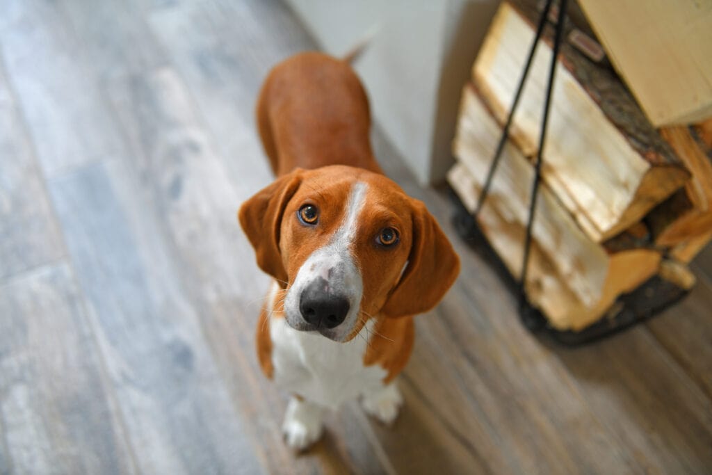 A gorgeous hound dog, a Drever! Another AKC Stock Dog Breed! 