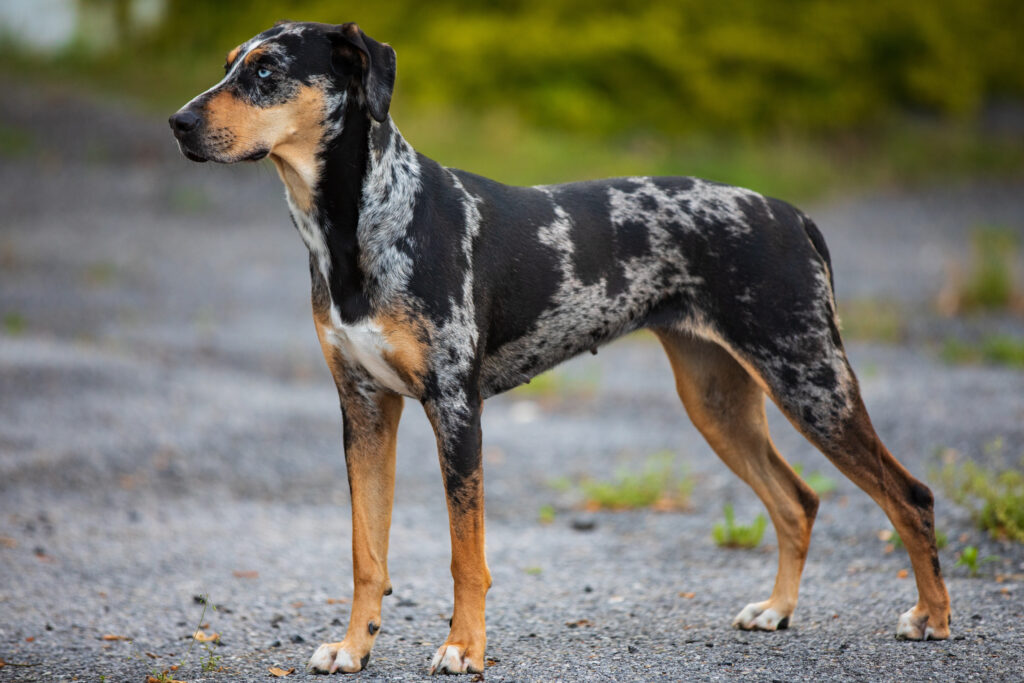 The Catahoula Leopard dog! A fierce hunting dog breeds