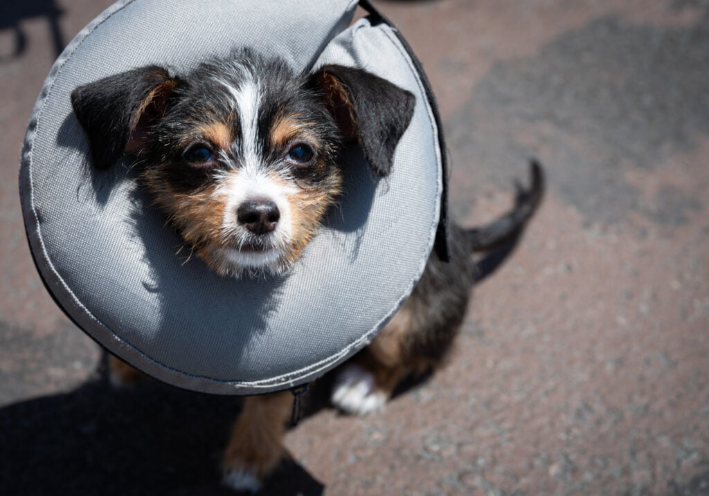 inflatible doughnut donut collar for a puppy to stop them from opening up the wound from their spay surgery
