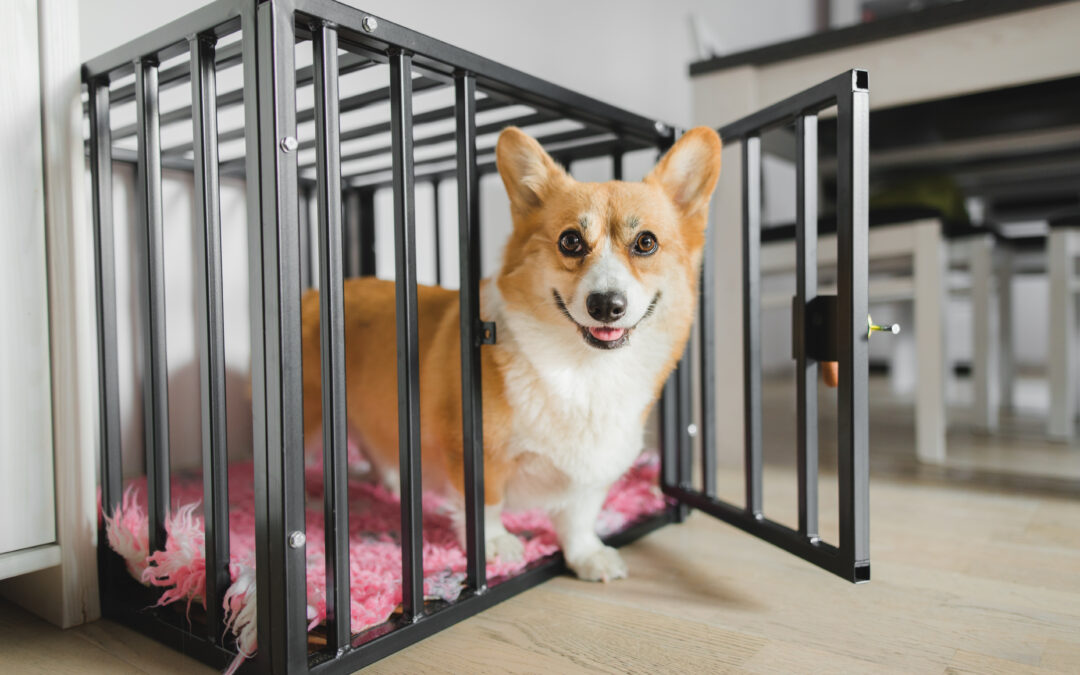 Un-crate training: 6 Steps To Teaching Your Dog To Be Responsible Around The House