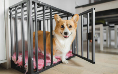 Un-crate training: 6 Steps To Teaching Your Dog To Be Responsible Around The House