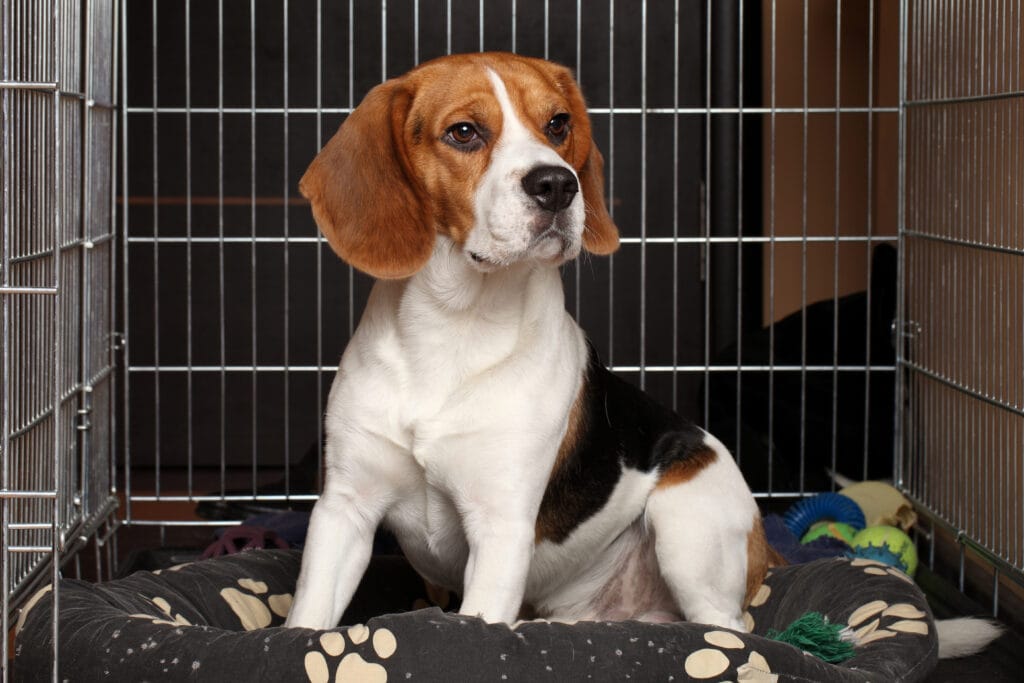 happy crate train trained beagle puppy