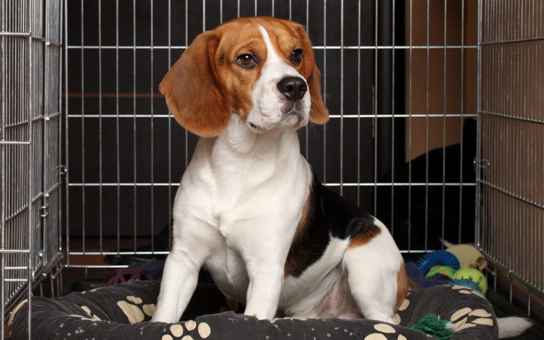 Crate training: Training Your Puppy To Love Their Crate.