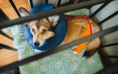 Post-Surgery Recovery: 12 Ideas For Keeping Your Dog Happy And Entertained.