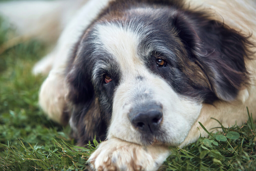 Another FSS breed, the Pyrenean Mastiff - these gorgeous gentle giants are great working dogs