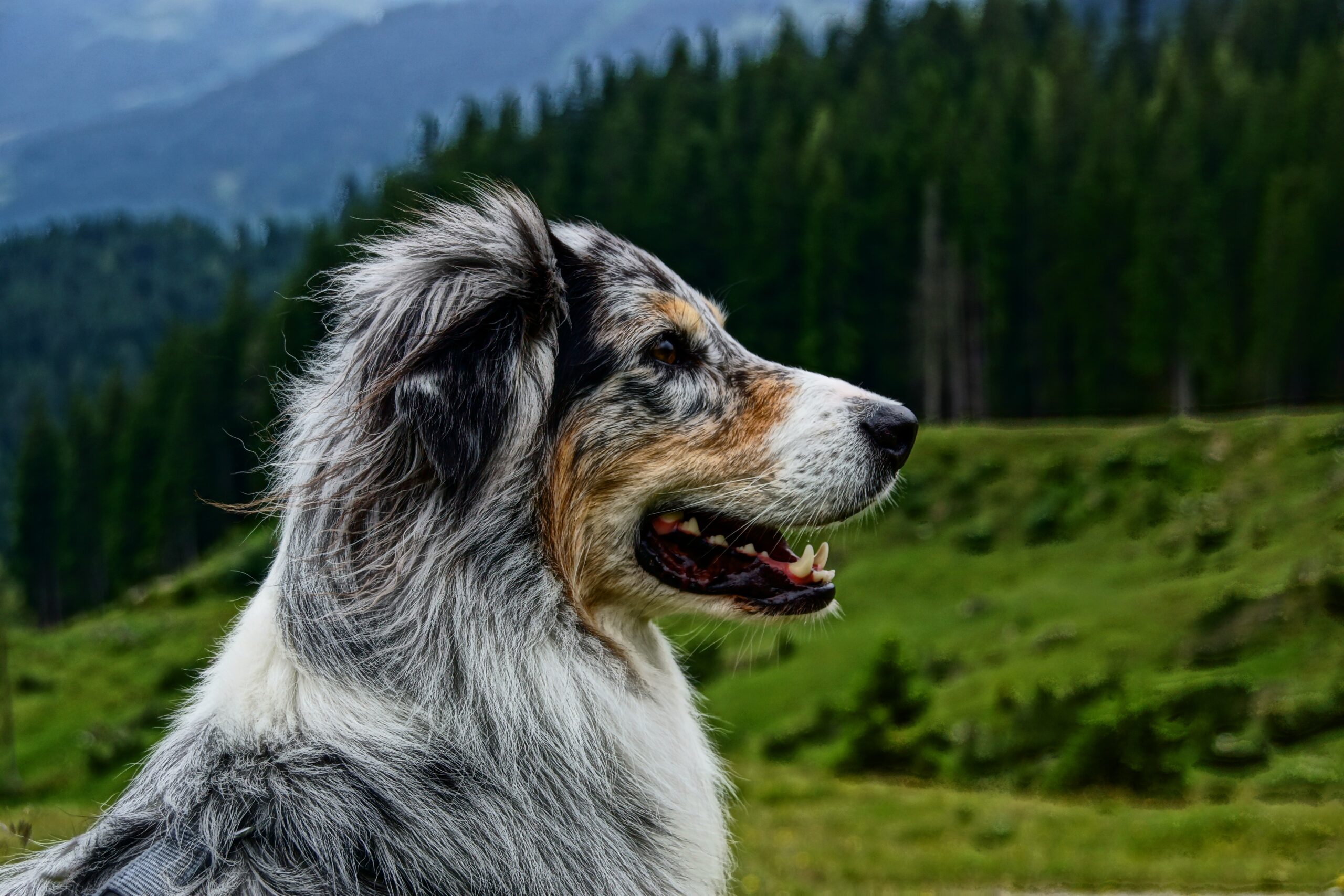 When Is The Best Time To Spay Or Neuter My Australian Shepherd?