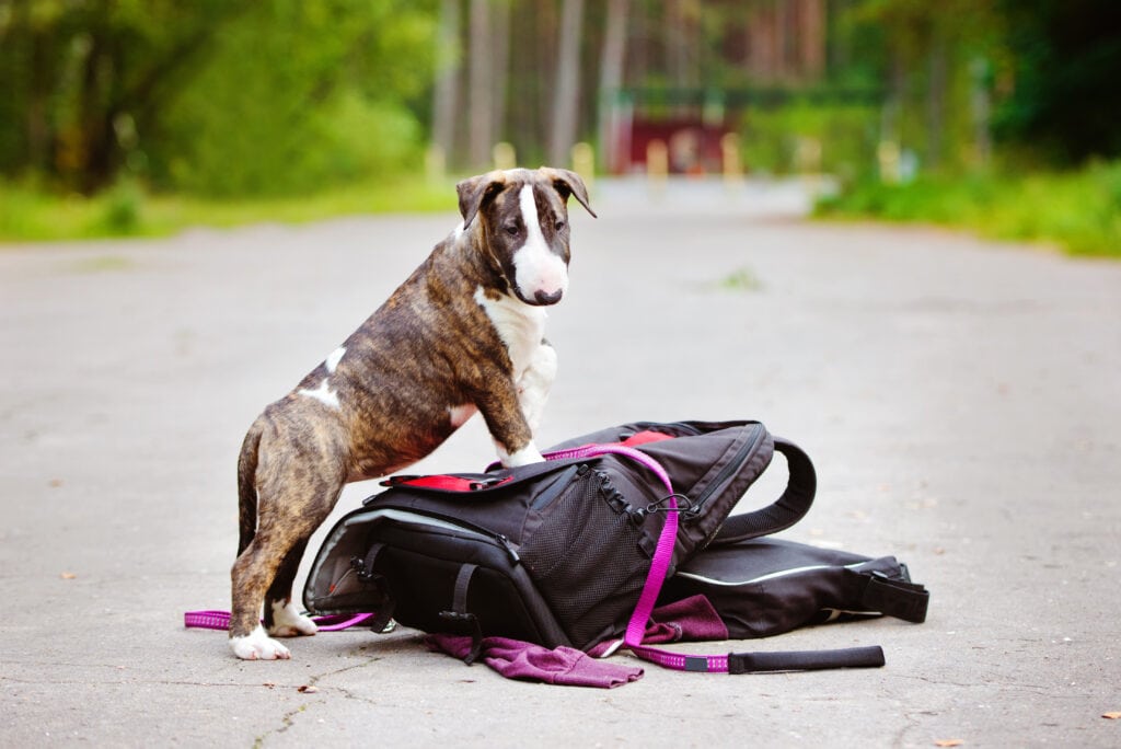 backpack walk with a bull terrier puppy