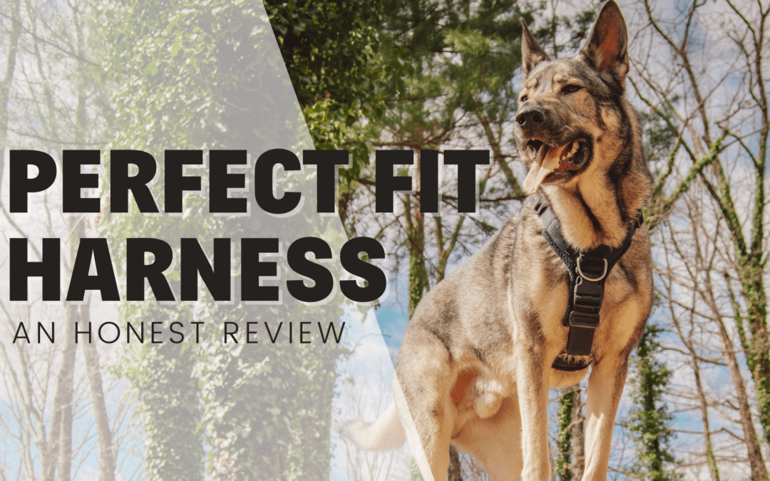 Perfect Fit Harness: How Perfect Are They Really? – An Honest Review