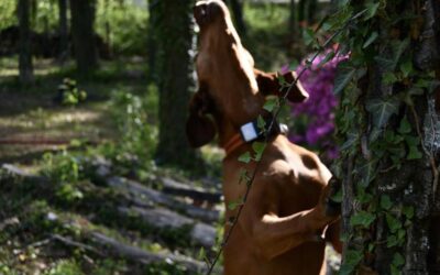 The Rebarkable Dogs: A Coonhound Called Shelbutt– uh – Shelby.