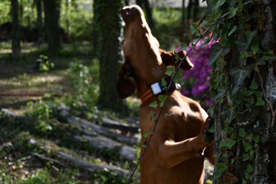 The Rebarkable Dogs: A Coonhound Called Shelbutt– uh – Shelby.