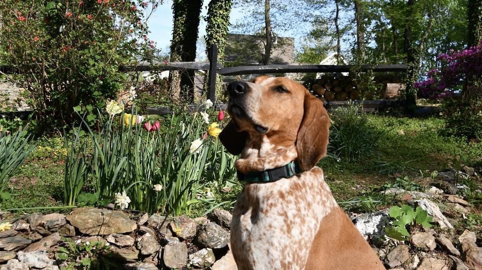 The Rebarkable Dogs: A Coonhound Called Lucy, aka Lucy-fer
