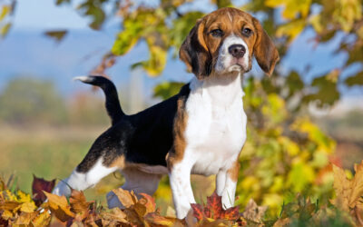 When Is The Best Time To Spay Or Neuter My Beagle?