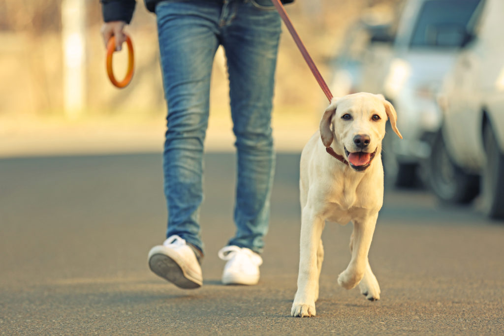 Even as a teenager, less exercise is required to ensure the happiness, health and to avoid behavioural issues for your dog.