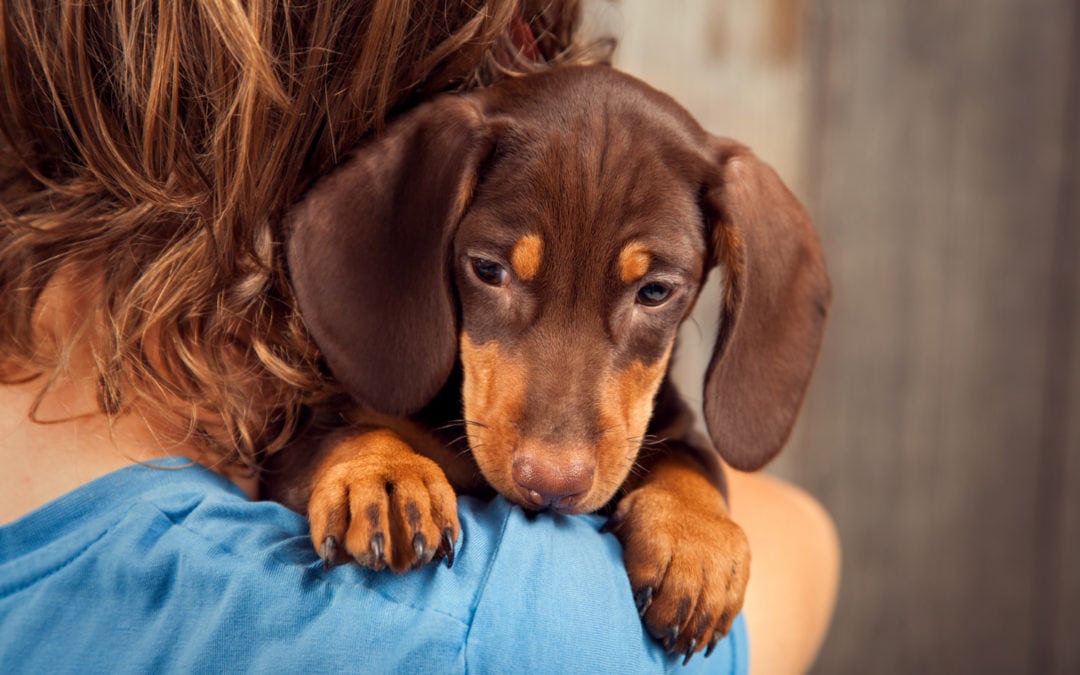 Puppy Blues Research Quiz – Help Us Find Out More