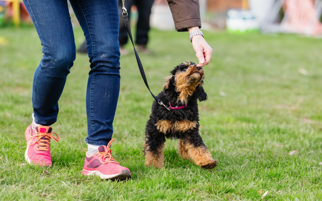 How Much Exercise Does My Puppy Need?