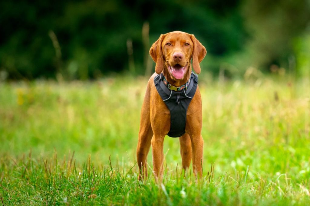 Vizsla breed pictured in a ruffwear front range, notice the narrowness on the chest here