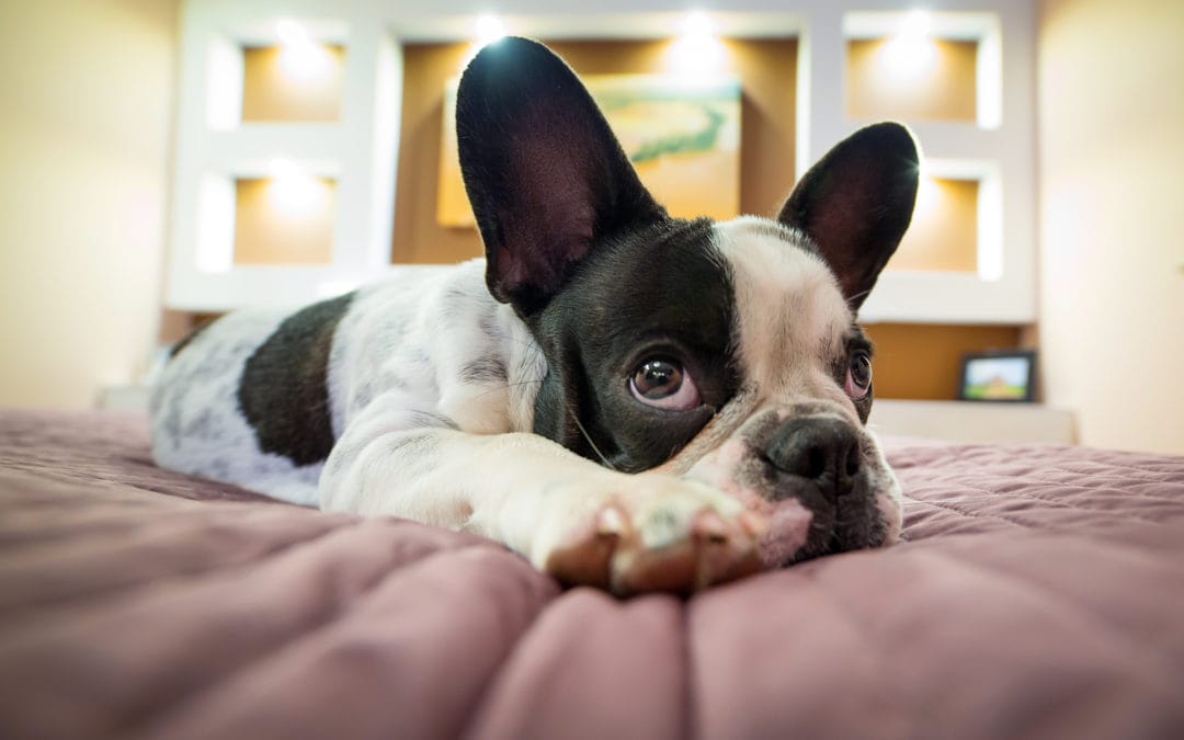 When Will My Puppy Sleep Through The Night? With 4 Steps To Help Your Puppy Sleep Longer.
