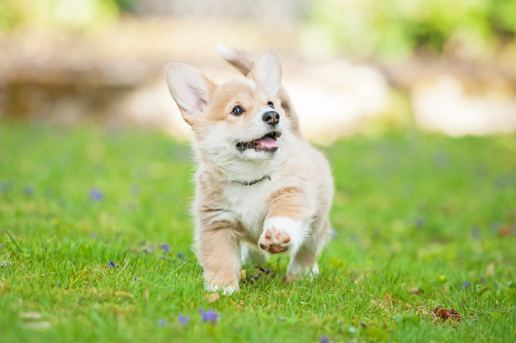 an off leash walk is still a walk! Just make sure your puppy has their recall in order