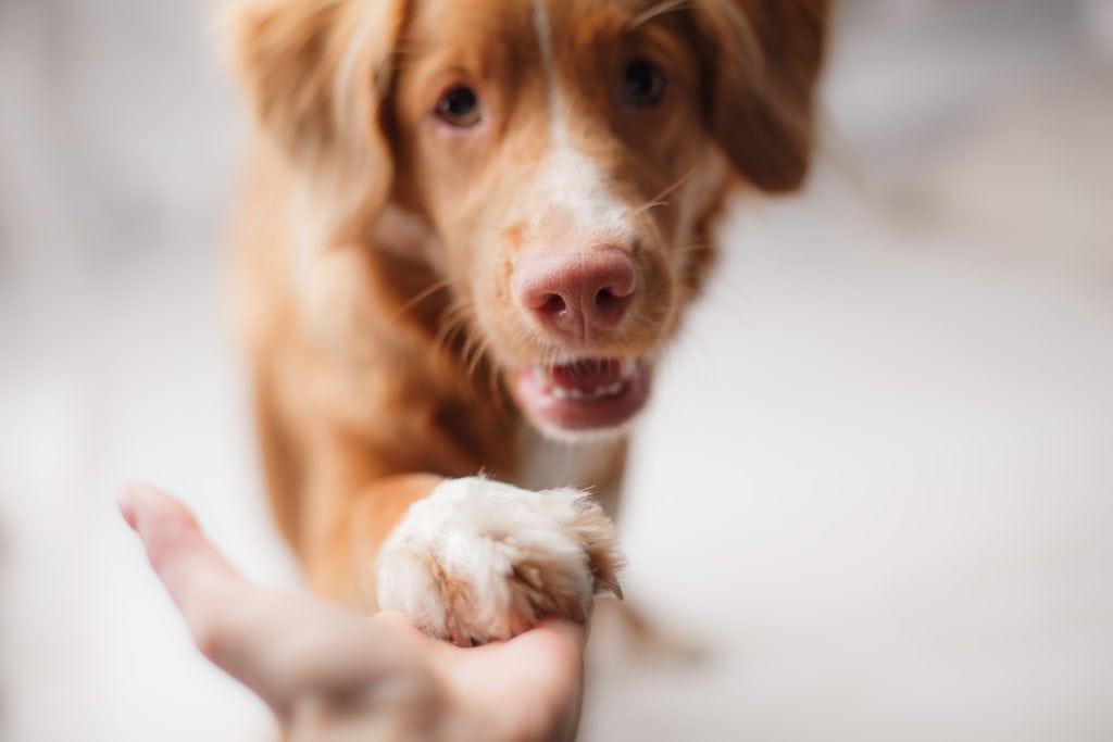 people who can help with the puppy blues - duck tolling retriever giving paw