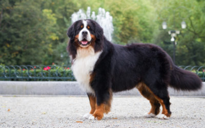 When Is The Best Time To Spay Or Neuter My Bernese Mountain Dog?