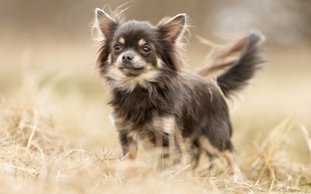 When Is The Best Time To Spay Or Neuter My Chihuahua?