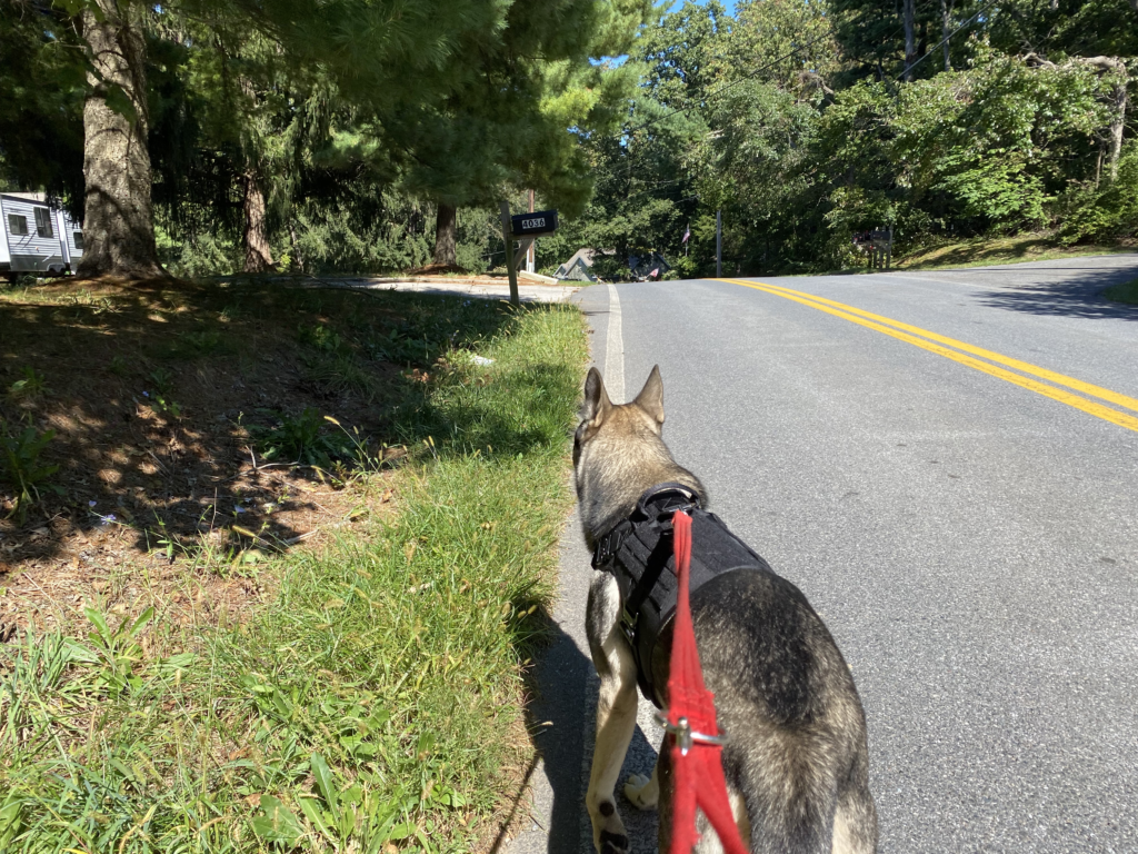 Indie the GSD showing off the Icefang harness for dogs