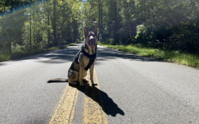 IceFang Tactical Harness For Dogs – An Honest Review