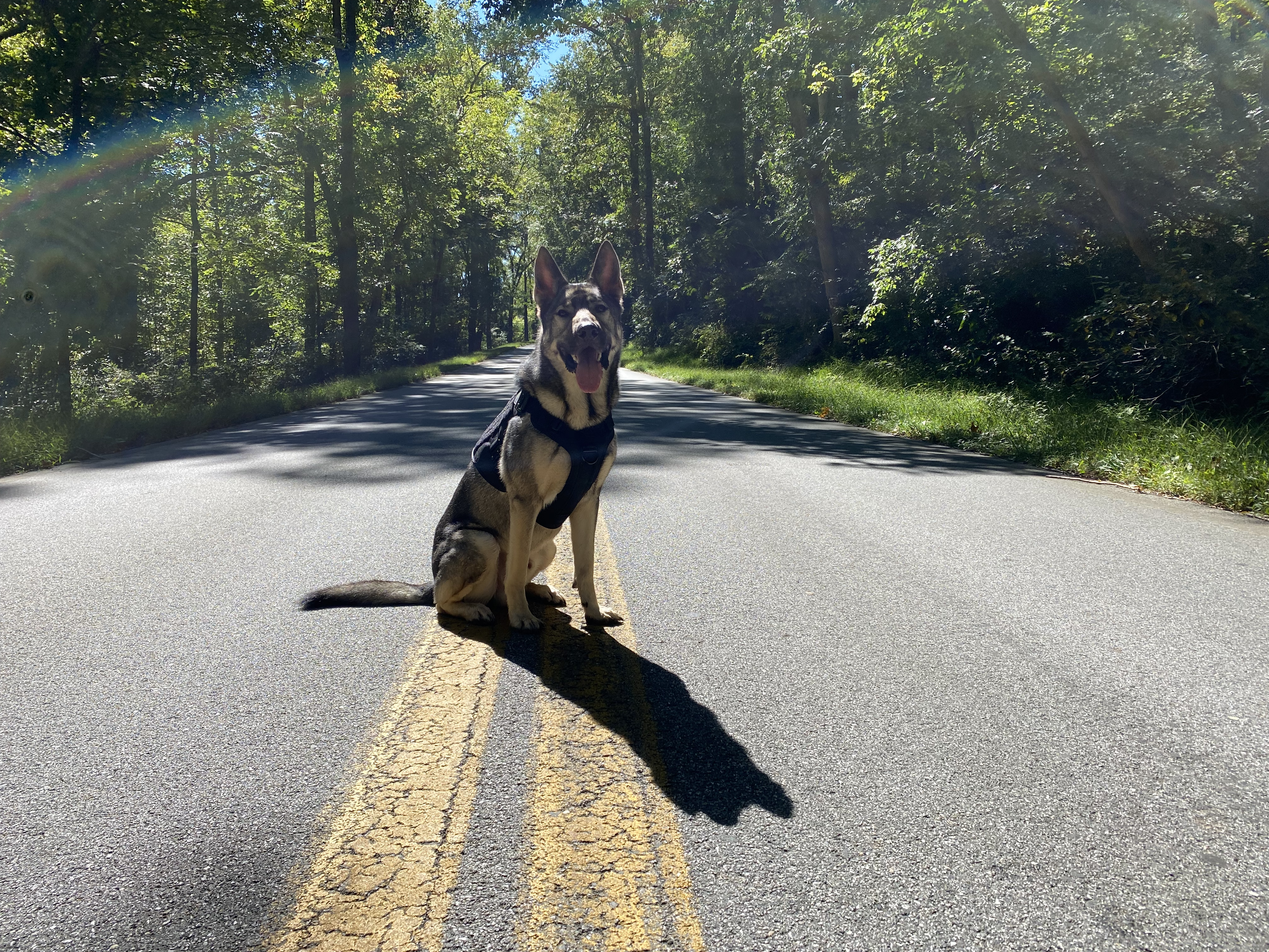 ICEFANG Tactical Dog Harness