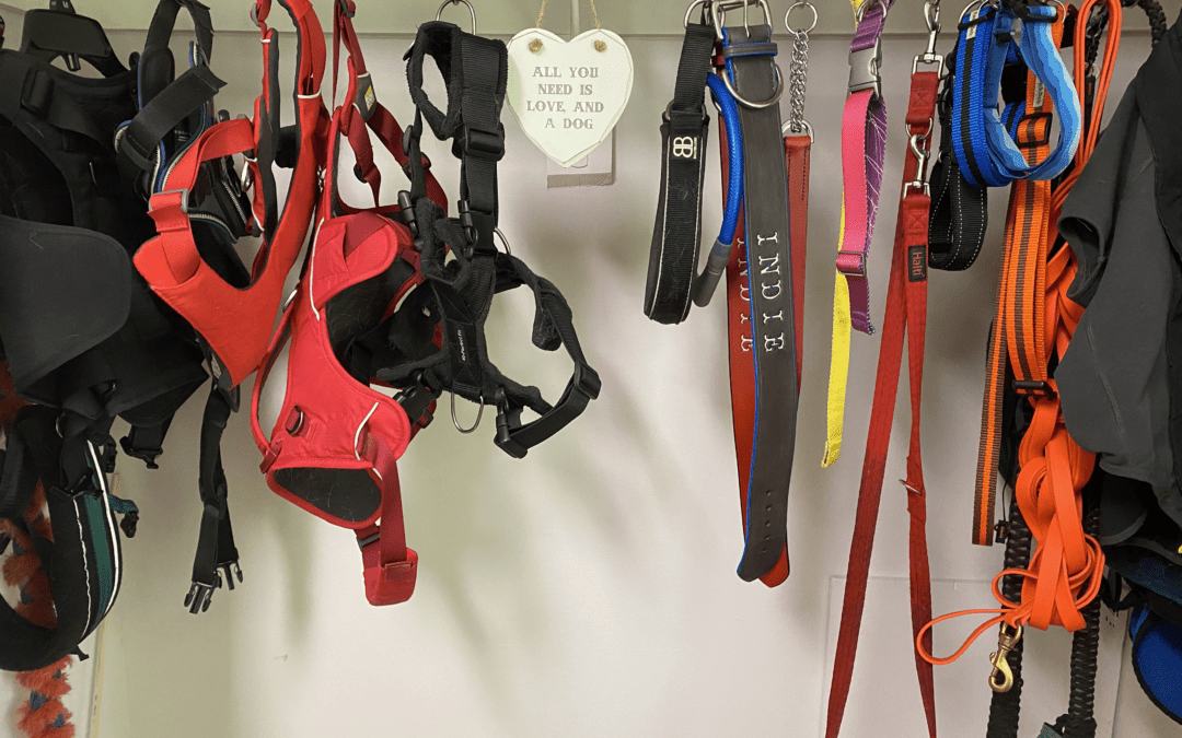 Dog Products Reviewed by Rebarkable -Recommending Only The Very Best!