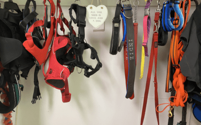 Dog Products Reviewed by Rebarkable -Recommending Only The Very Best!