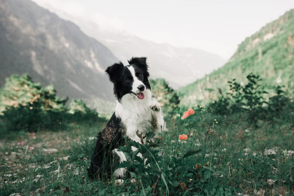 exploring is great for Border Collies, before and after a spay or neuter surgery, this is so important for your pup.