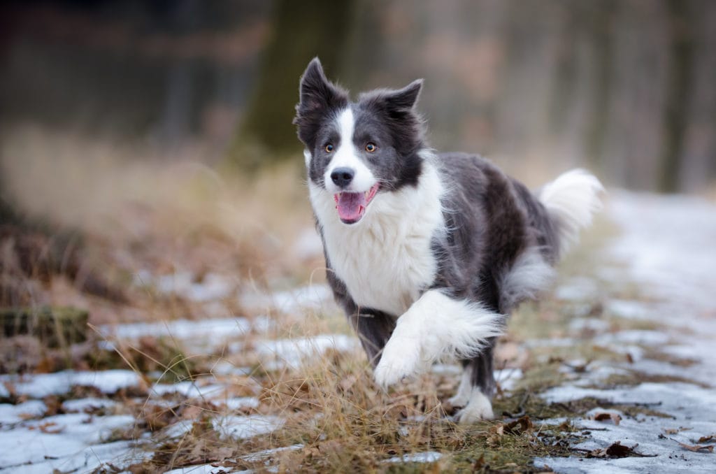 border collie running