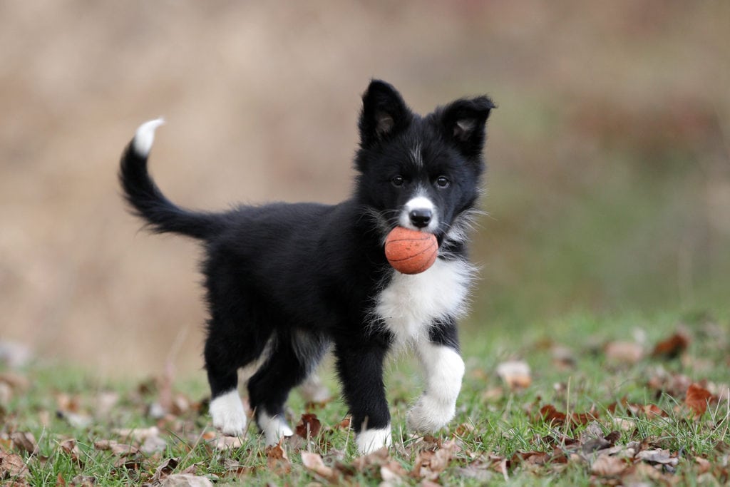 border collie playing with ball whose mum is wondering when is best to spay or neuter