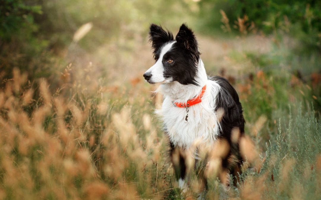 When Is The Best Time To Spay Or Neuter My Border Collie?