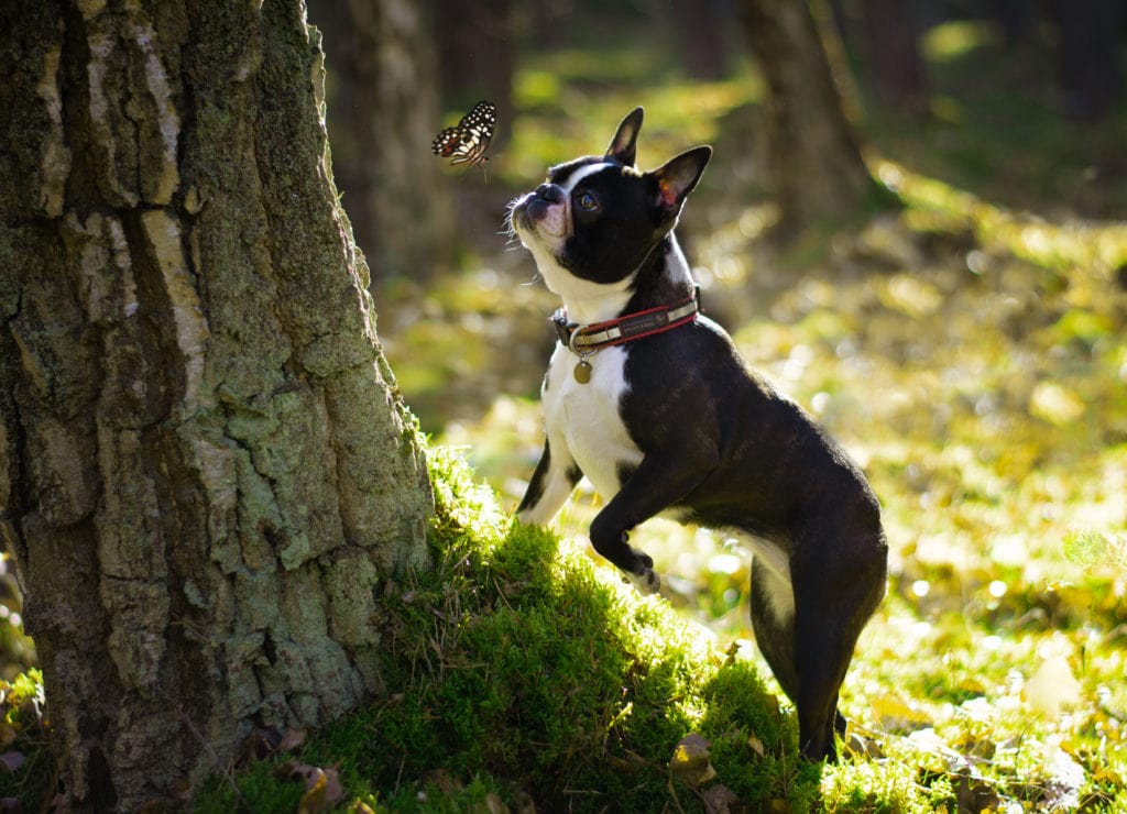 Spaying or neutering a Boston Terrier is a big decision ,it's definitely best that they are responsibly bred
