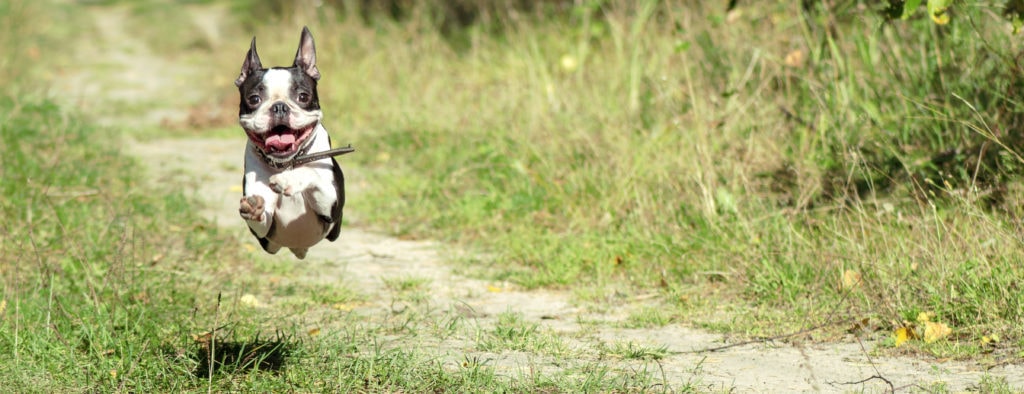Spaying or neutering a Boston Terrier is a big decision, it's best that they are responsibly bred
