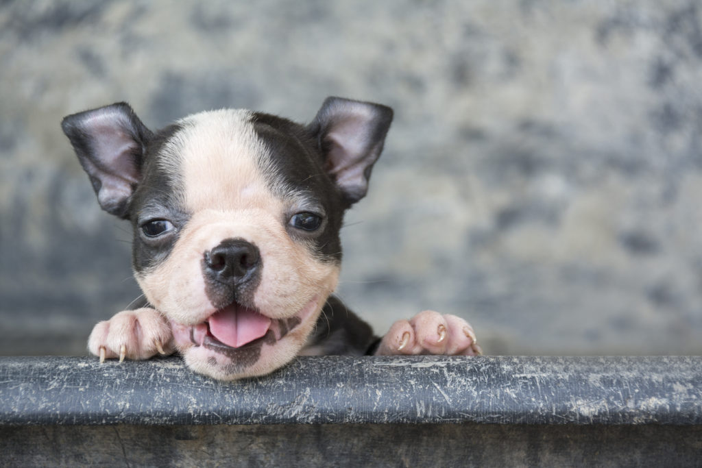 Boston Terrier peeking over wall. When to spay or neuter