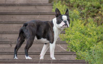When Is The Best Time To Spay Or Neuter My Boston Terrier?