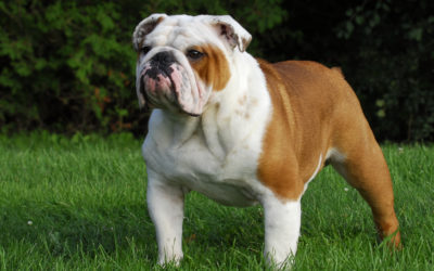 When Is The Best Time To Spay Or Neuter My English Bulldog?