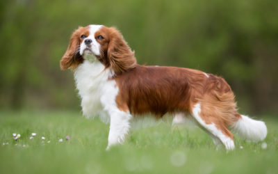 When Is The Best Time To Spay Or Neuter My Cavalier King Charles Spaniel?