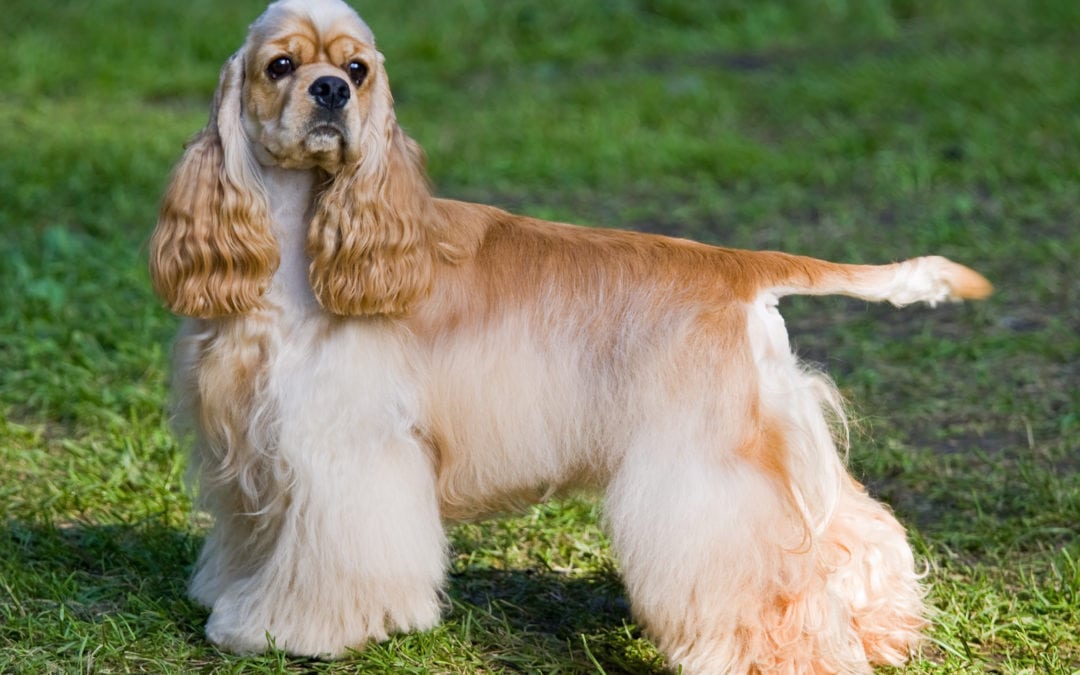 When Is The Best Time to Spay Or Neuter My Cocker Spaniel?