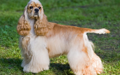 When Is The Best Time to Spay Or Neuter My Cocker Spaniel?