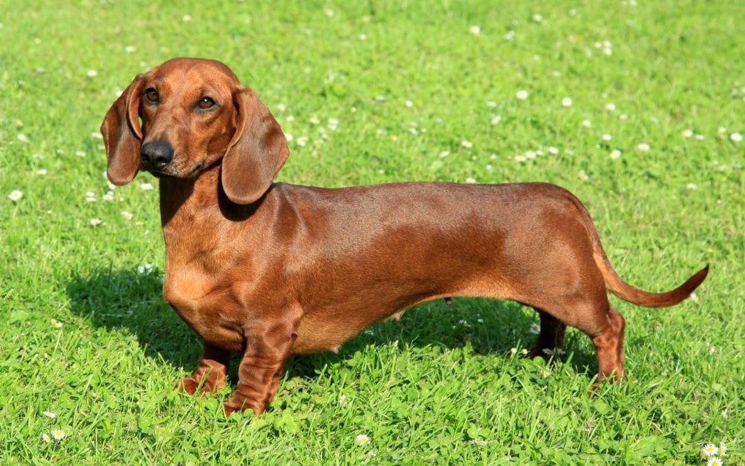 When Is The Best Time to Spay Or Neuter My Dachshund?