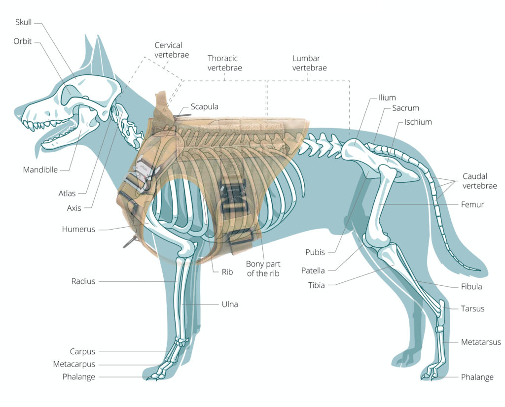 icefang harness on dog skeleton.