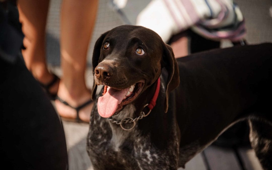 Do Martingales & Part Checks Dog Collars Have A Place In Modern Training?