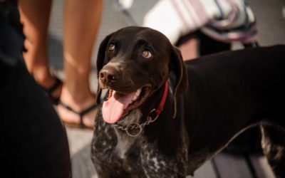 Do Martingales & Part Checks Dog Collars Have A Place In Modern Training?